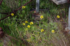 Arctotheca calendula