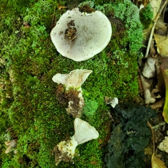 Hydnellum caeruleum