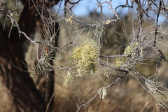 Hakea lorea lorea