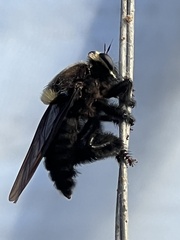 Mallophora leschenaulti