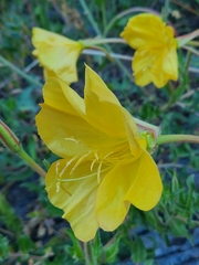 Oenothera organensis