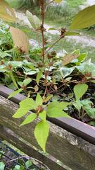 Acalypha rhomboidea
