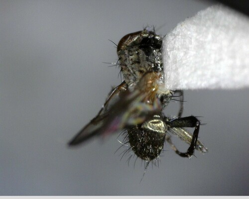 iNaturalist observation photo of Flies