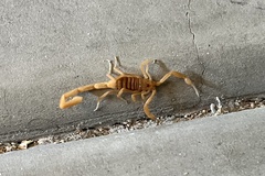 Centruroides sculpturatus