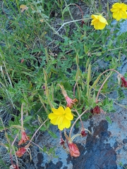Oenothera organensis
