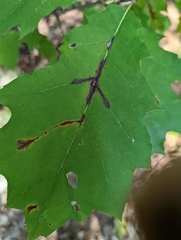 Apiognomonia errabunda