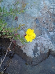 Oenothera organensis