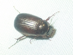 Scarabaeidae