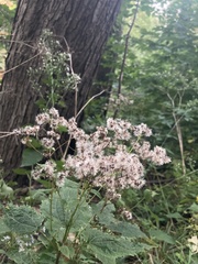 Ageratina