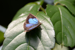 Arhopala japonica