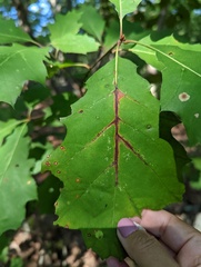 Apiognomonia errabunda