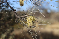 Hakea lorea lorea
