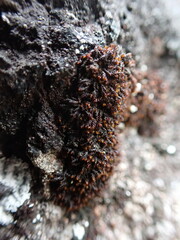 Andreaea
