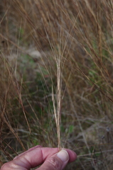 Aristida holathera holathera