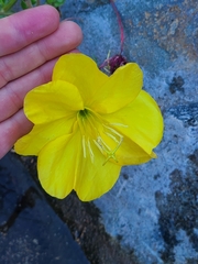 Oenothera organensis