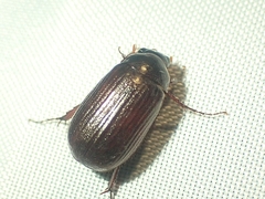 Scarabaeidae