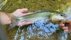 Semotilus corporalis