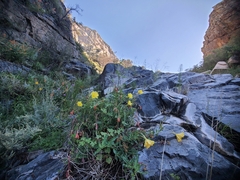Oenothera organensis