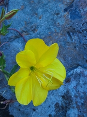 Oenothera organensis