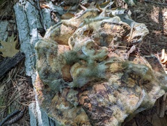 Bondarzewia berkeleyi