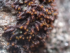 Andreaea