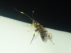 Cratichneumon