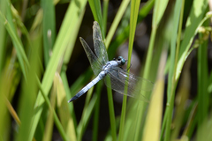 Orthetrum albistylum speciosum