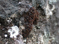 Andreaea
