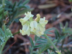 Astragalus whitneyi