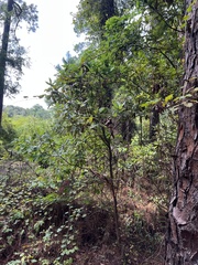 Persea borbonia