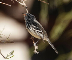 Anairetes flavirostris