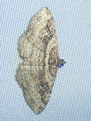 Costaconvexa