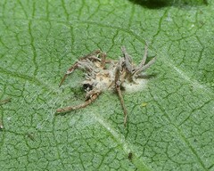 Gibellula