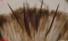 Trichoglossum