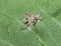Gibellula