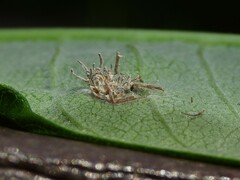 Gibellula