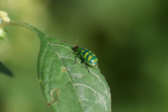 Diabrotica balteata