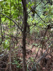 Persea borbonia