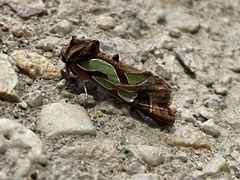 Cosmodes elegans