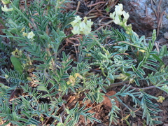 Astragalus whitneyi