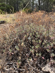 Eriogonum umbellatum