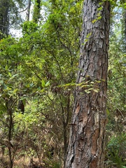 Persea borbonia