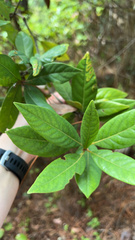 Persea borbonia