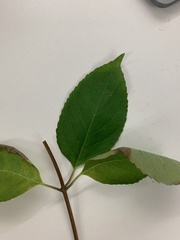 Hydrangea paniculata