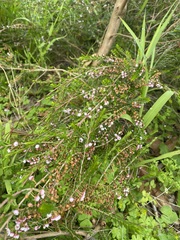 Thryptomene