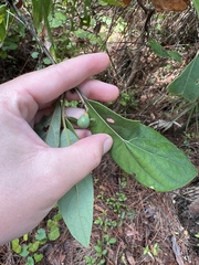 Persea borbonia