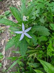 Hippobroma longiflora