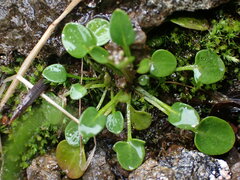 Arabidopsis