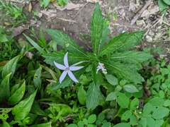 Hippobroma longiflora