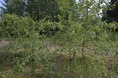 Populus